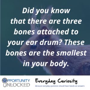 White text overlaid on a picture of a squirrel with extremely furry ears reads "Did you know that there are three bones attached to your ear drum? These bones are the smallest in your body." The banner at the bottom includes the full Opportunity Unlocked logo and "Everyday Curiosity: Because everyday questions should have hands-on answers"