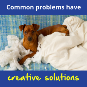 A dog sits amid a chewed pillow. Text reads "Common problems have creative solutions"